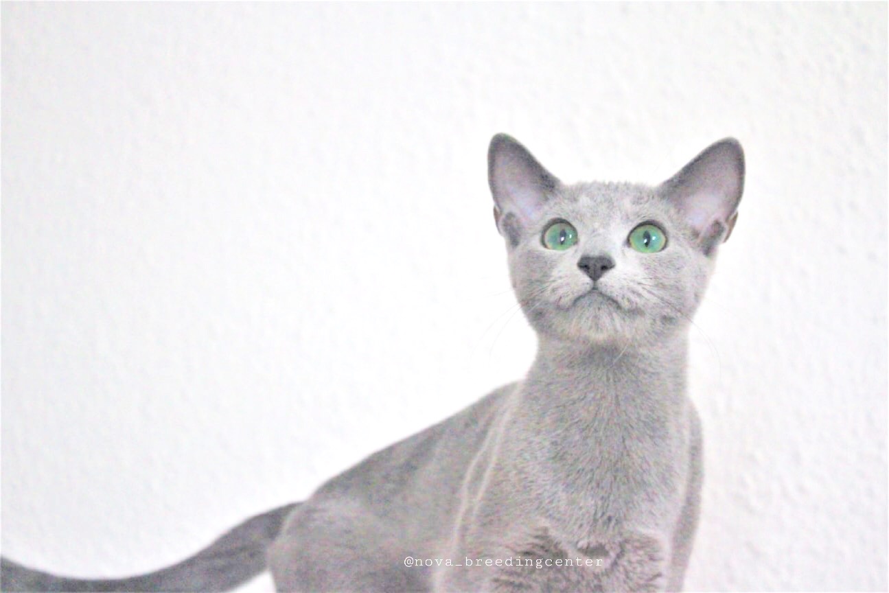 Gato azul ruso Barcelona russian blue 01