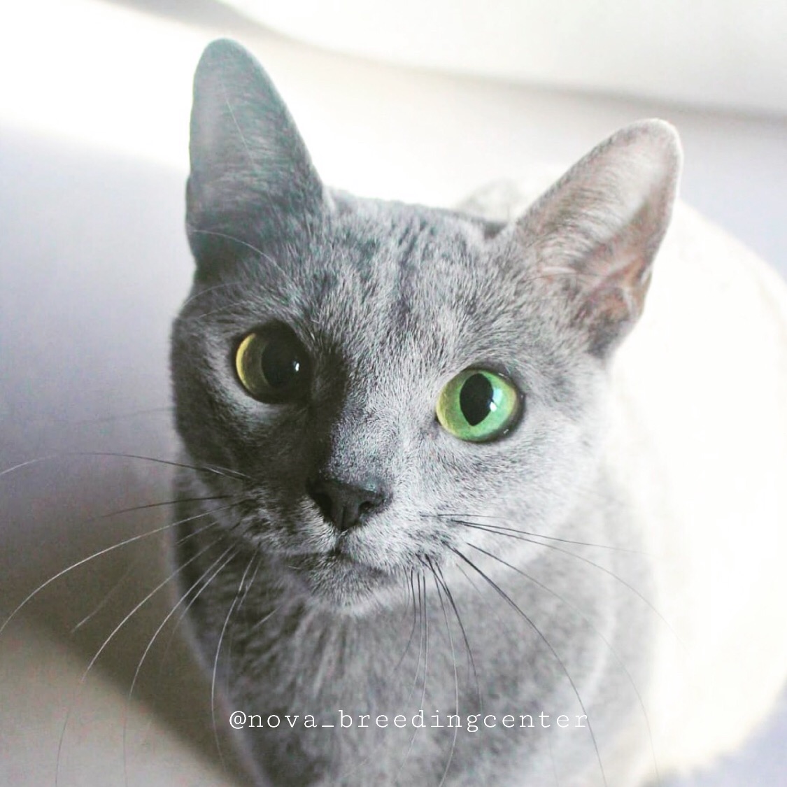 Gato azul ruso Barcelona russian blue 03