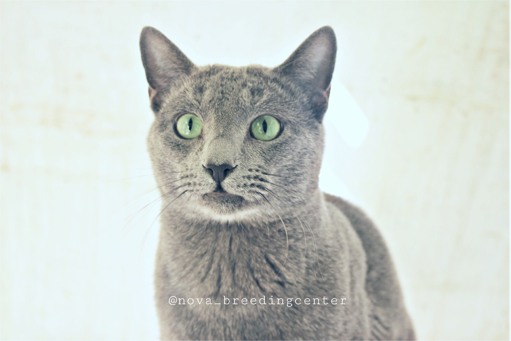 Gato azul ruso Barcelona russian blue 04