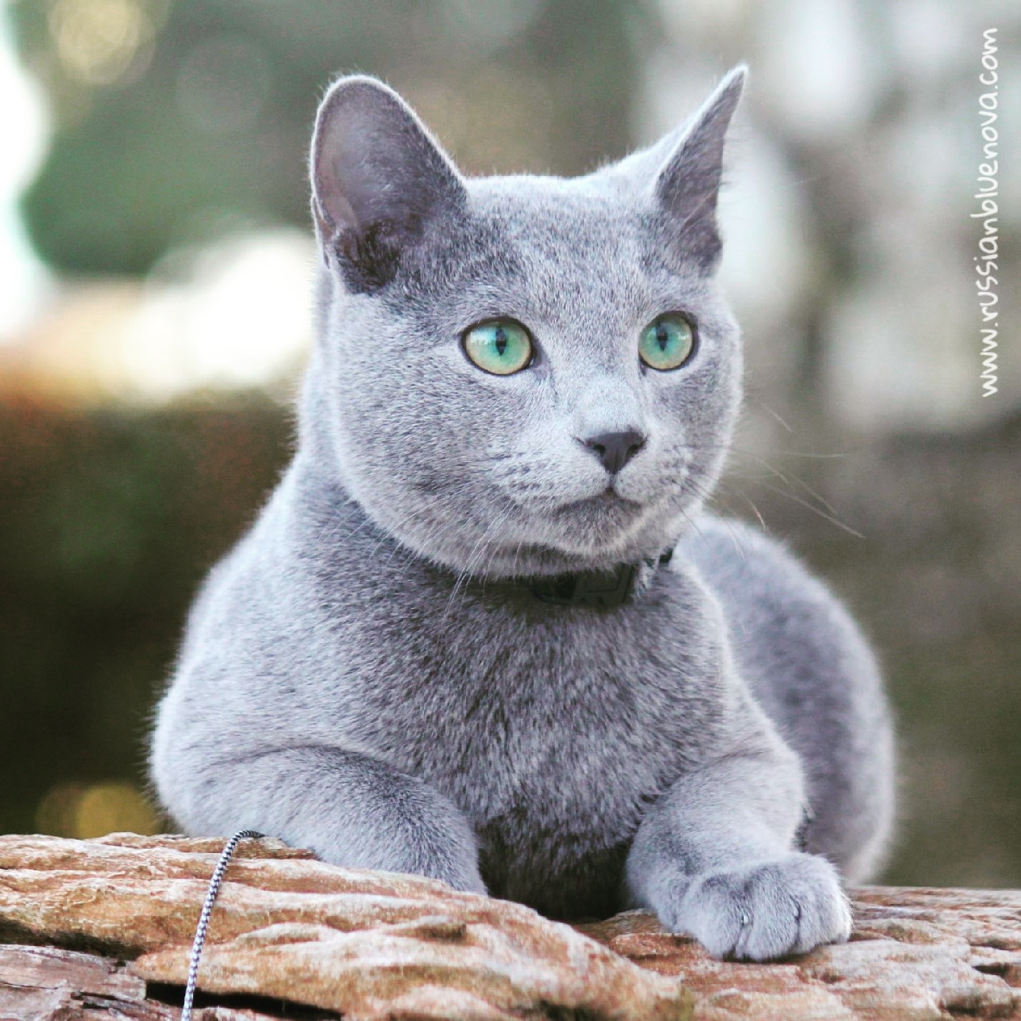 Gato azul ruso Barcelona russian blue 06