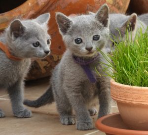Plantas seguras para gatos ¿Cuáles son amigables para nuestros felinos?