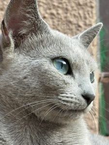 Los gatos no son tan independientes como se cree