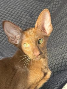 Antes de adquirir un gato