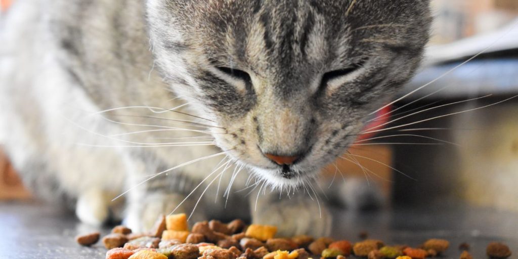 como poner a dieta a un gato