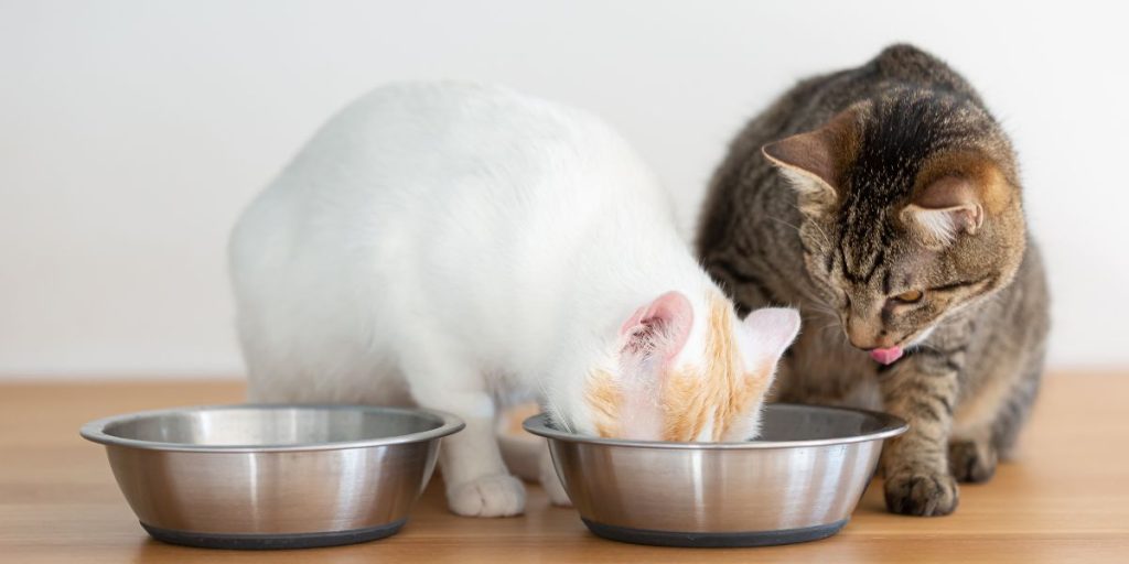 como poner a dieta a un gato si tengo dos