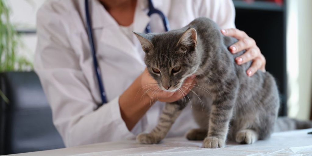 Pasos a seguir si un gato ha ingerido una planta tóxica