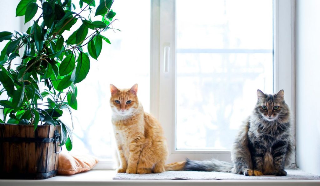 plantas seguras para gatos
