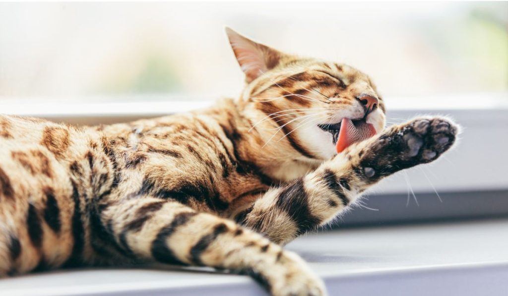 higiene de un gato