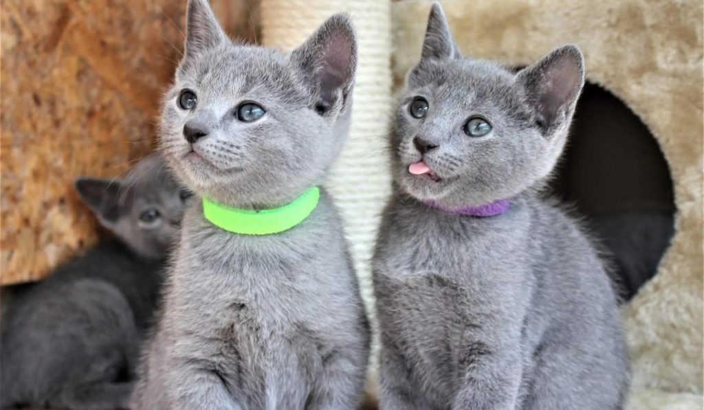 mejor dos gatos o uno
