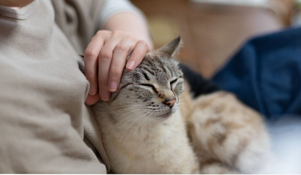 cuidado de gatos después de esterilización