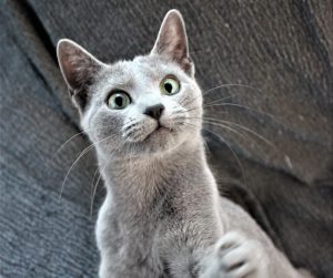 Alergias y azul ruso