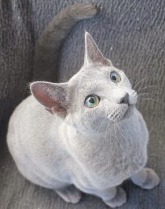 Edades del gato