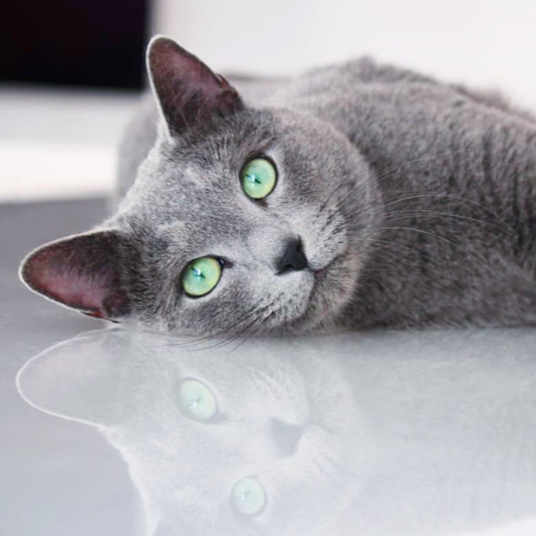 azul ruso barcelona russian blue kitten 01