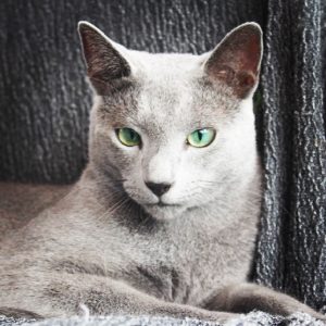 Criador de gatos