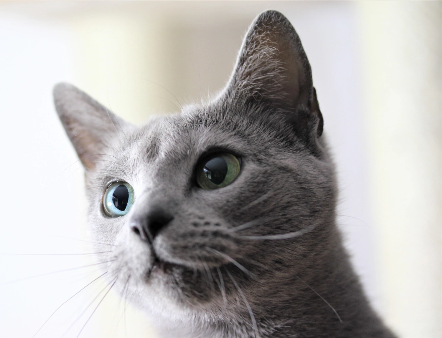 Gratitude Freya