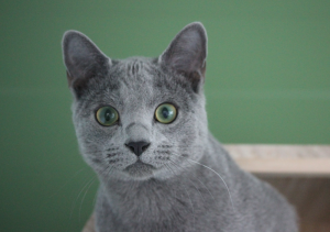 Lancelot
